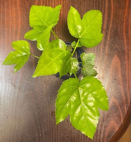 ヤツデヤツデ 元気な根っこ みずみずしい葉 抜き苗 3本 +1本おまけ 約8〜12cm