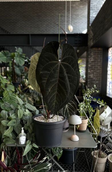 【Anthuroom】Anthurium ‘Ace of Spades’(dark form) アンスリウムハイブリッド
