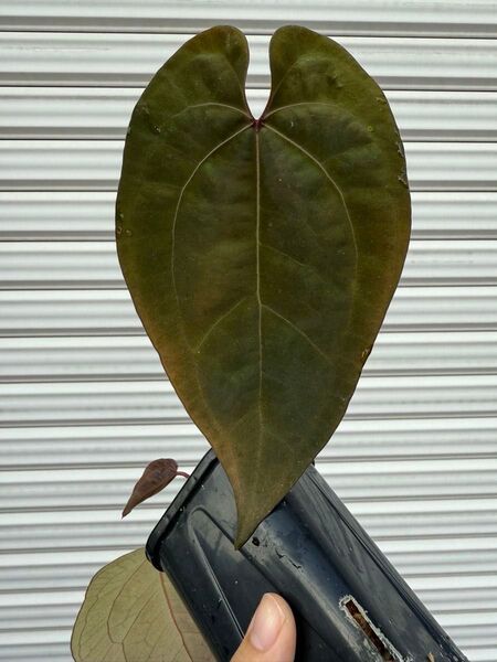 【Anthuroom】(中株)Anthurium ‘Ace of Spades’(dark form) アンスリウムハイブリッド