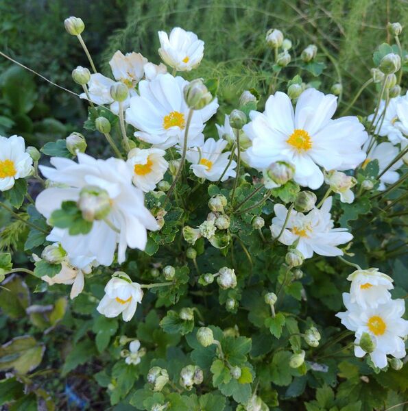 シュウメイギク 5苗 白 八重 無農薬 宿根草