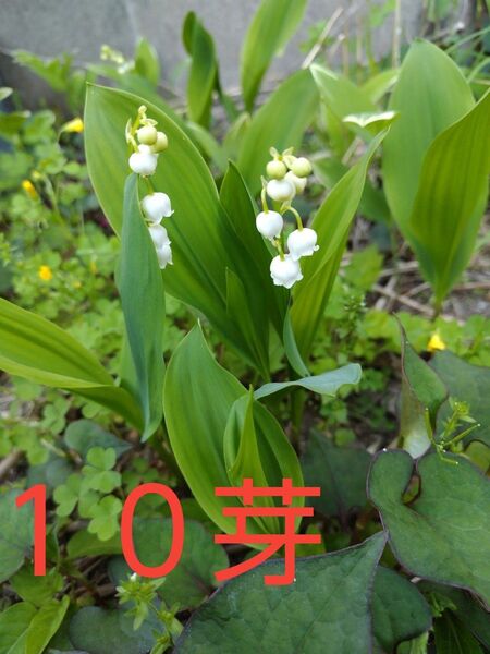 スズラン 鈴蘭 抜き苗 10芽