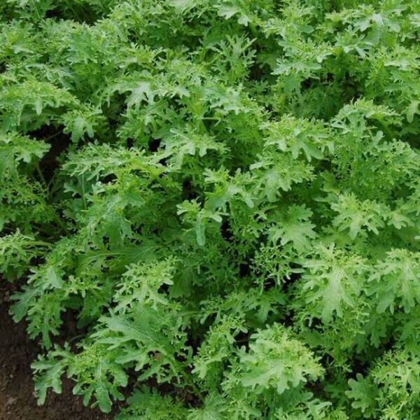 リーフマスタード 種 オーガニック 固定種 100粒