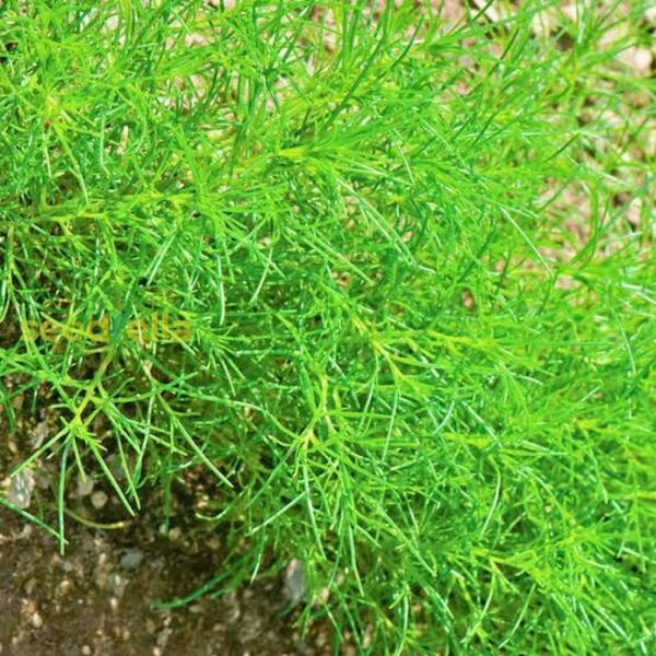 おかひじき 種 オーガニック 固定種 50粒