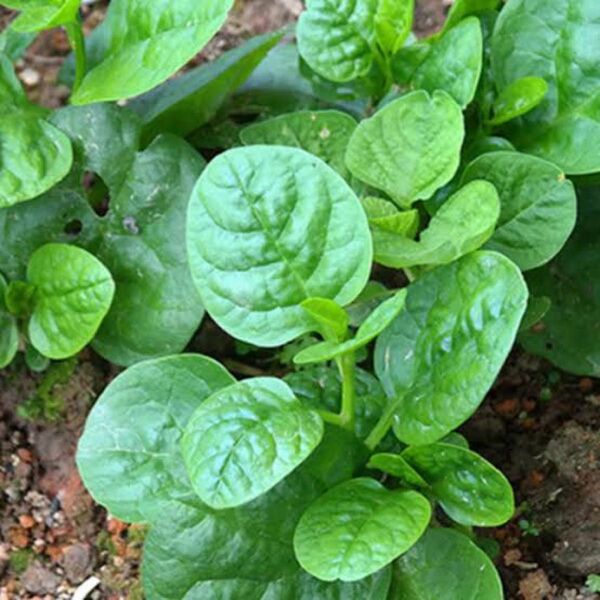 つるむらさき 種 オーガニック 固定種 30粒