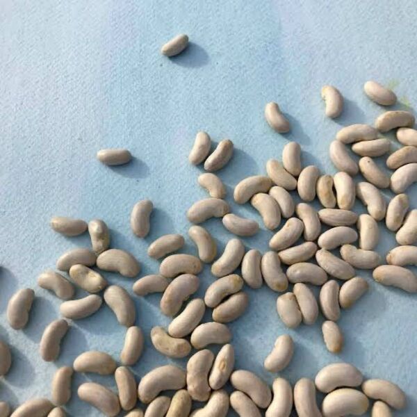 白いんげん豆 つるあり オーガニック 種 固定種 20粒