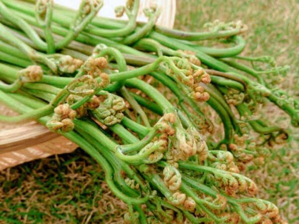 わらび 500g以上 山の中 無農薬 無化学肥料