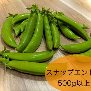 【5月11日収穫予定】スナップエンドウ500グラム以上