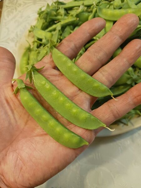絹さや(正味500g以上)800円(※ご購入後に収穫します)