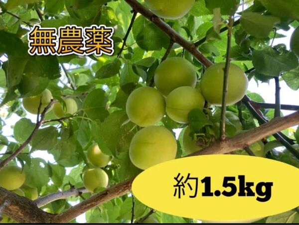 【青梅約1.5kg】採りたて 無農薬 6月上旬に発送