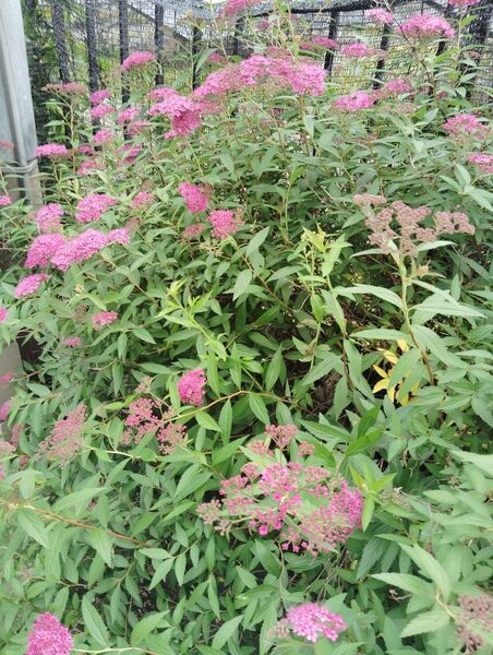 シモツケ 挿し木用