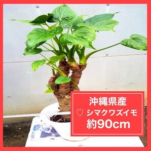 【沖縄県産】ハートクワズイモ シマクワズイモ 観葉植物