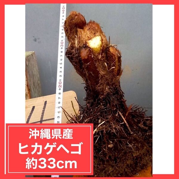 【沖縄産】 ヒカゲヘゴ ヘゴの木 ④