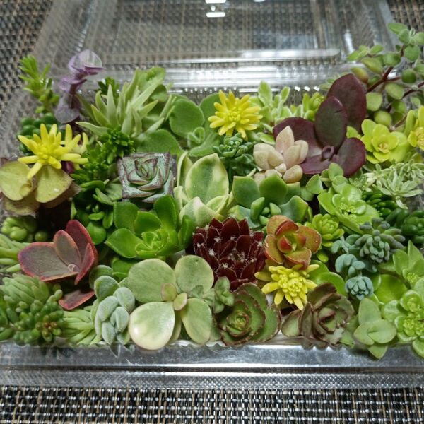 多肉植物寄せ植えカット苗 詰め合わせ