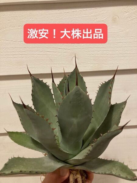 アガベ パリー トランカータ 吉祥天 大株 チタノタ トルンカータ サボテン 多肉植物 観葉植物 インテリア ロックガーデン 寄植