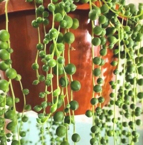 【グリーンネックレス】10本(10㎝~15㎝程)大粒5本中粒5本★カット苗★多肉植物