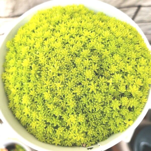 【細葉万年草】★カット苗パックいっぱい★とても強くグランドカバーにも最適でとても綺麗です♪多肉植物★多肉弁当