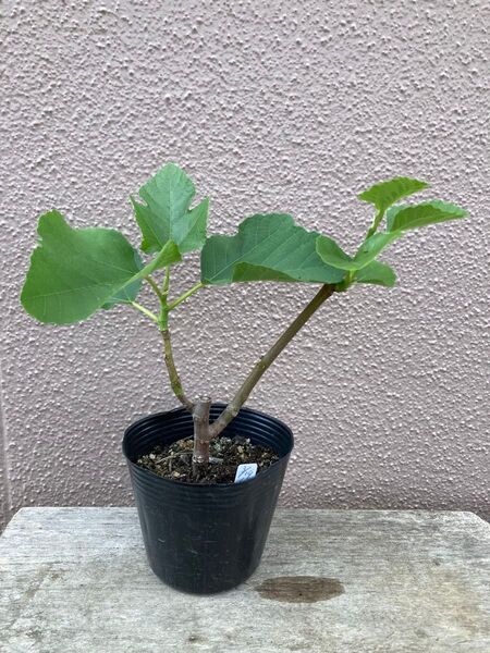 ◆画像更新0502◆カドタ(Kadota) 結実確認済 イチジク挿し木苗 無農薬、有機肥料栽培 0328