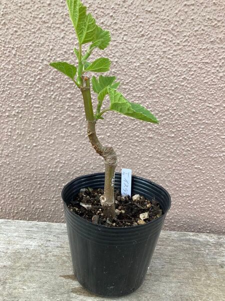 ◆画像更新0502◆イスラエル(Israel) 結実確認済 イチジク挿し木苗 無農薬、有機肥料栽培 0328