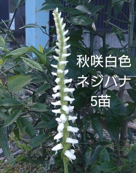 秋咲き白色ネジバナ5苗