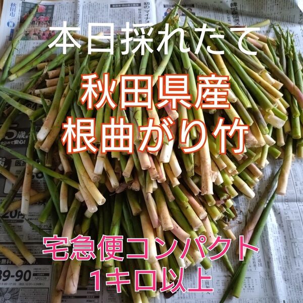 秋田県産 たけのこ 根曲がり竹 姫竹 天然 山菜 天然物