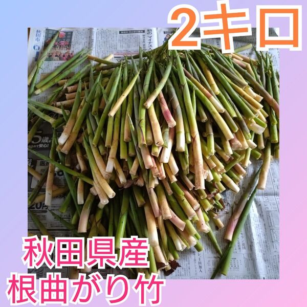 秋田県産 根曲がり竹 ねまがりたけ たけのこ 姫竹 31日収穫