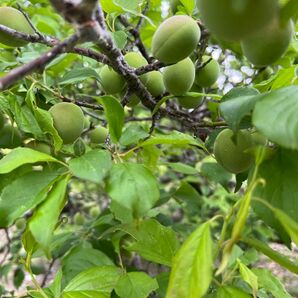 梅 シミ出る可能性大 3キロ 予約 80サイズ発送 郵便郵送