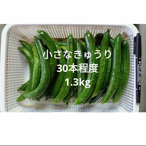 小さなきゅうり 箱込み 1.3kg