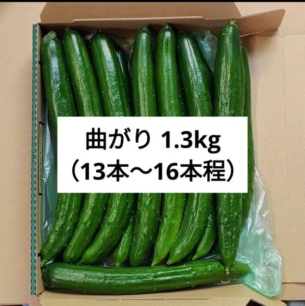 曲がりきゅうり 箱込み 1.3kg