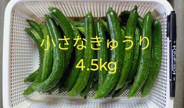 小さなきゅうり 箱込み 4.5kg