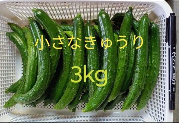 小さなきゅうり 箱込み 3kg