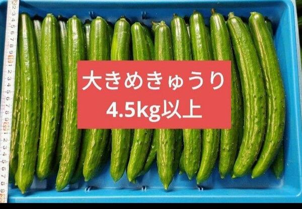 大きなきゅうり 箱込み 4.5kg