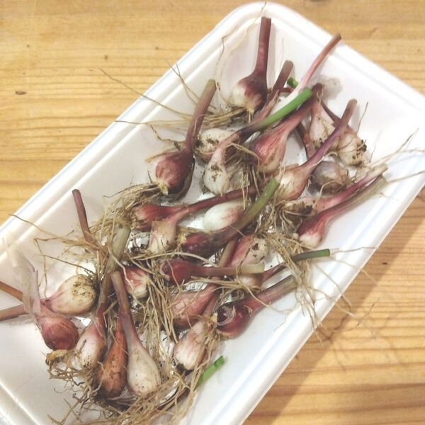 (i6_z様用)アサツキ球根 30個 自然栽培