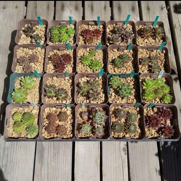 【SALE】多肉植物 センペルビウム 根付き苗 20種類