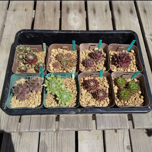 多肉植物 センペルビウム 根付き苗 8種類
