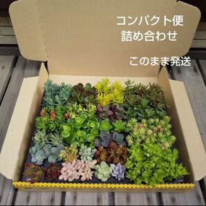 多肉植物 カット苗 寄せ植えセット コンパクト便 詰め合わせ【このまま発送】