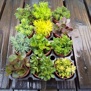 多肉植物 カット苗 12種類 詰め合わせ