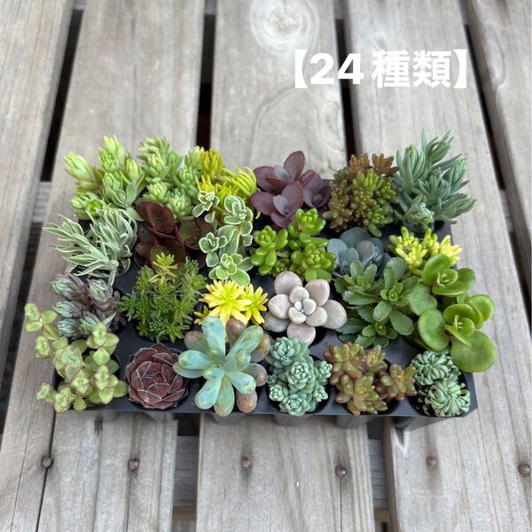 多肉植物 カット苗 24種類 詰め合わせ 寄せ植えセット
