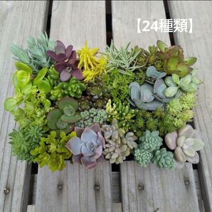 多肉植物 カット苗 24種類 詰め合わせ 寄せ植えセット