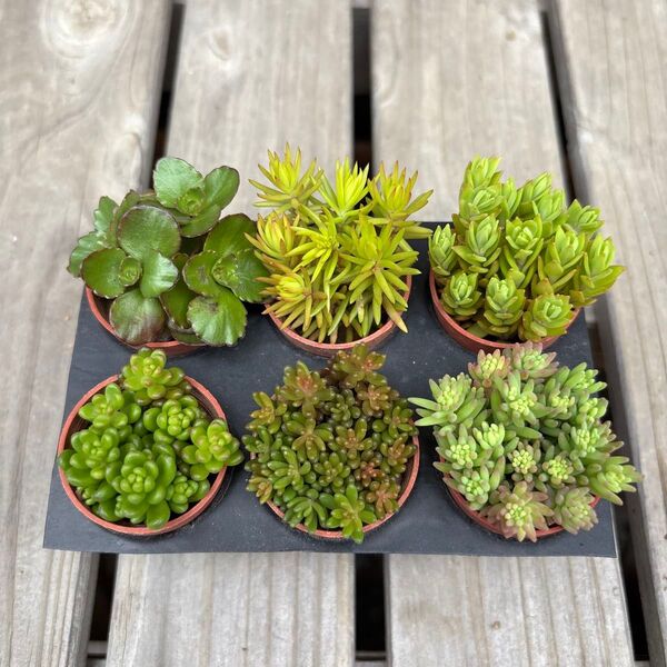 多肉植物 セダム カット苗 6種類セット