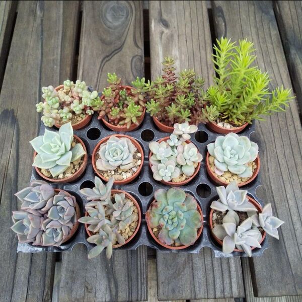 多肉植物 根付き苗 12種類 寄せ植えセット