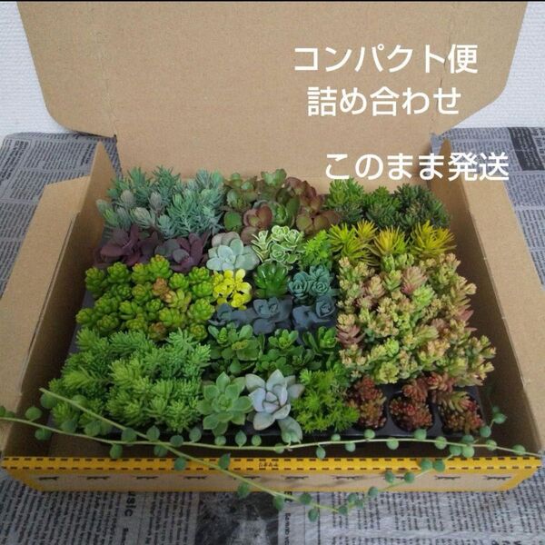 多肉植物 カット苗 寄せ植えセット コンパクト便 詰め合わせ このまま発送
