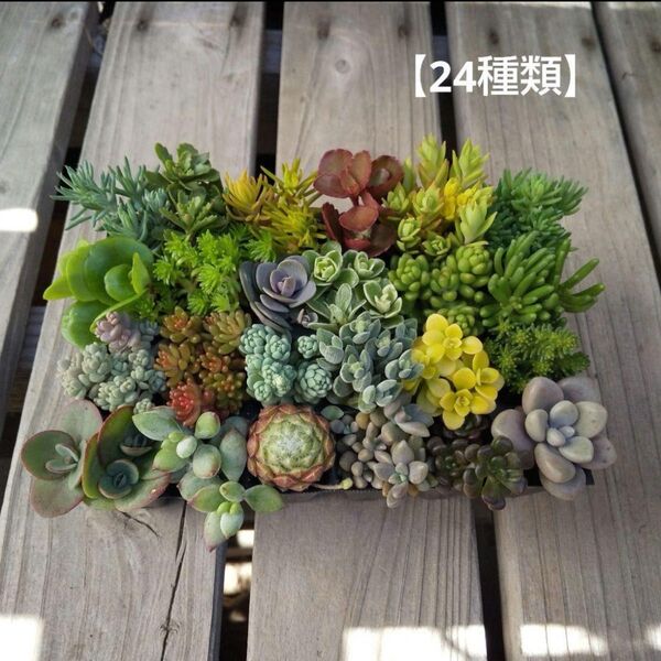 多肉植物 カット苗 24種類 詰め合わせ 寄せ植えセット