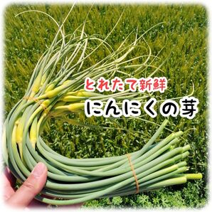 ニンニクの芽