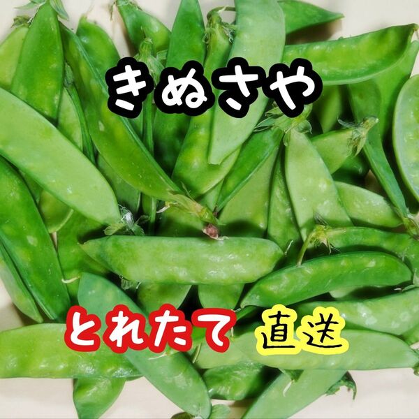 キヌサヤ
