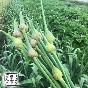 ジャンボにんにくの芽