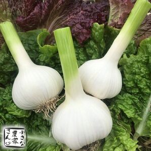 生ニンニク 2キロ