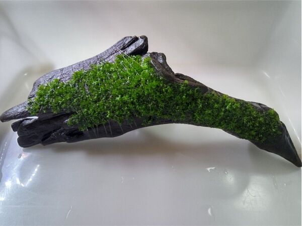 プレミアムモス 活着済み 硬質流木 黒溶岩石 おまけ付き アクアリウム レイアウト