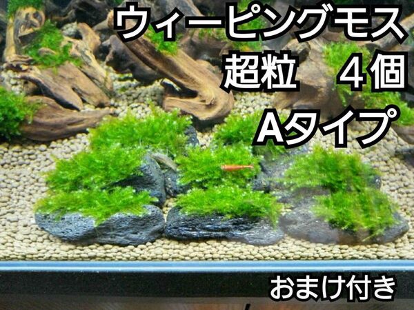 ADA ウィーピングモス 黒溶岩石4個(超粒A) おまけ付き アクアリウム レイアウト 水草 ヌマエビ めだか 苔 ろ材 餌