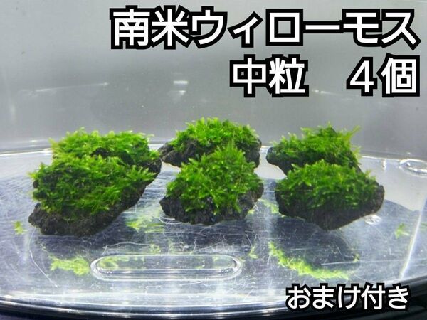 南米ウィローモス 黒溶岩石4個(中粒) おまけ付き アクアリウム レイアウト ろ材 餌