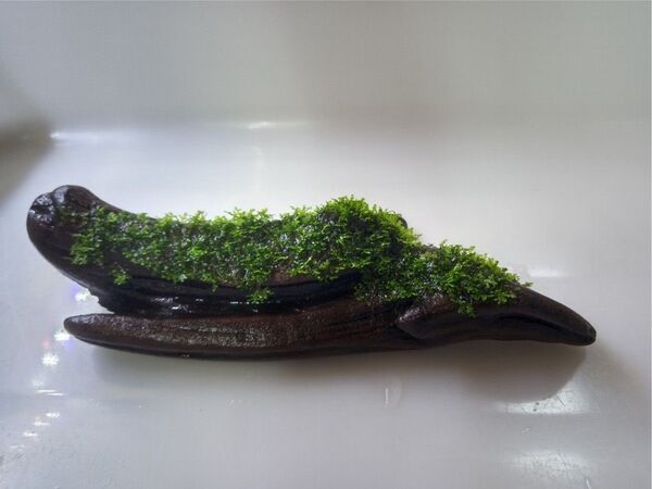 プレミアムモス 活着済み 硬質流木 おまけ付き アクアリウム レイアウト 苔テラリウム パルダリウム